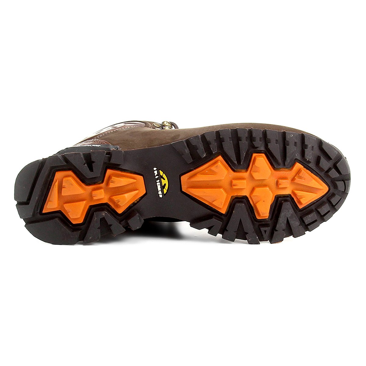 bull terrier everest